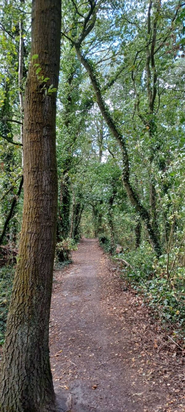 Path through wood